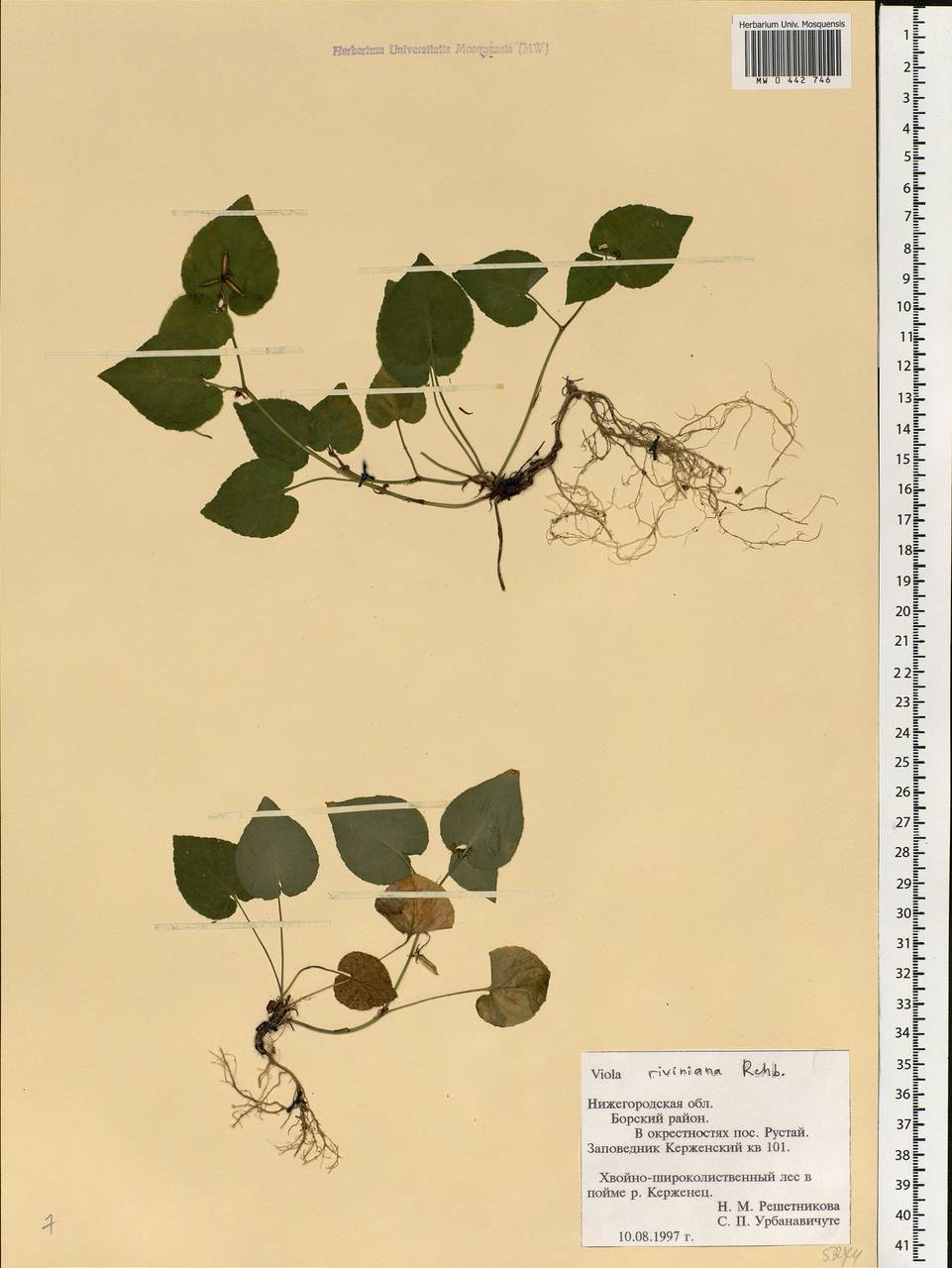 Viola rupestris F. W. Schmidt, Eastern Europe, Volga-Kama region (E7) (Russia)