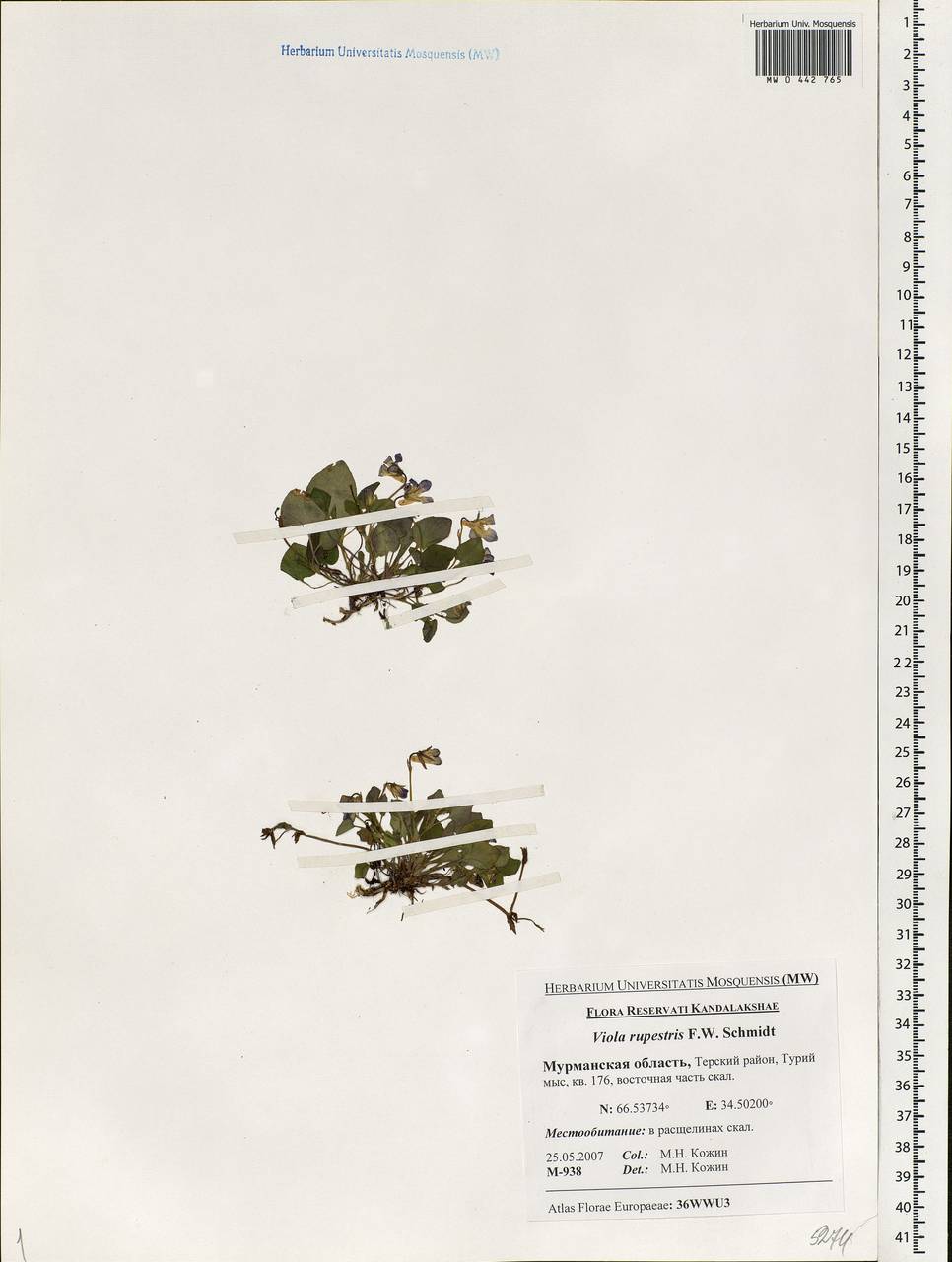 Viola rupestris F. W. Schmidt, Eastern Europe, Northern region (E1) (Russia)