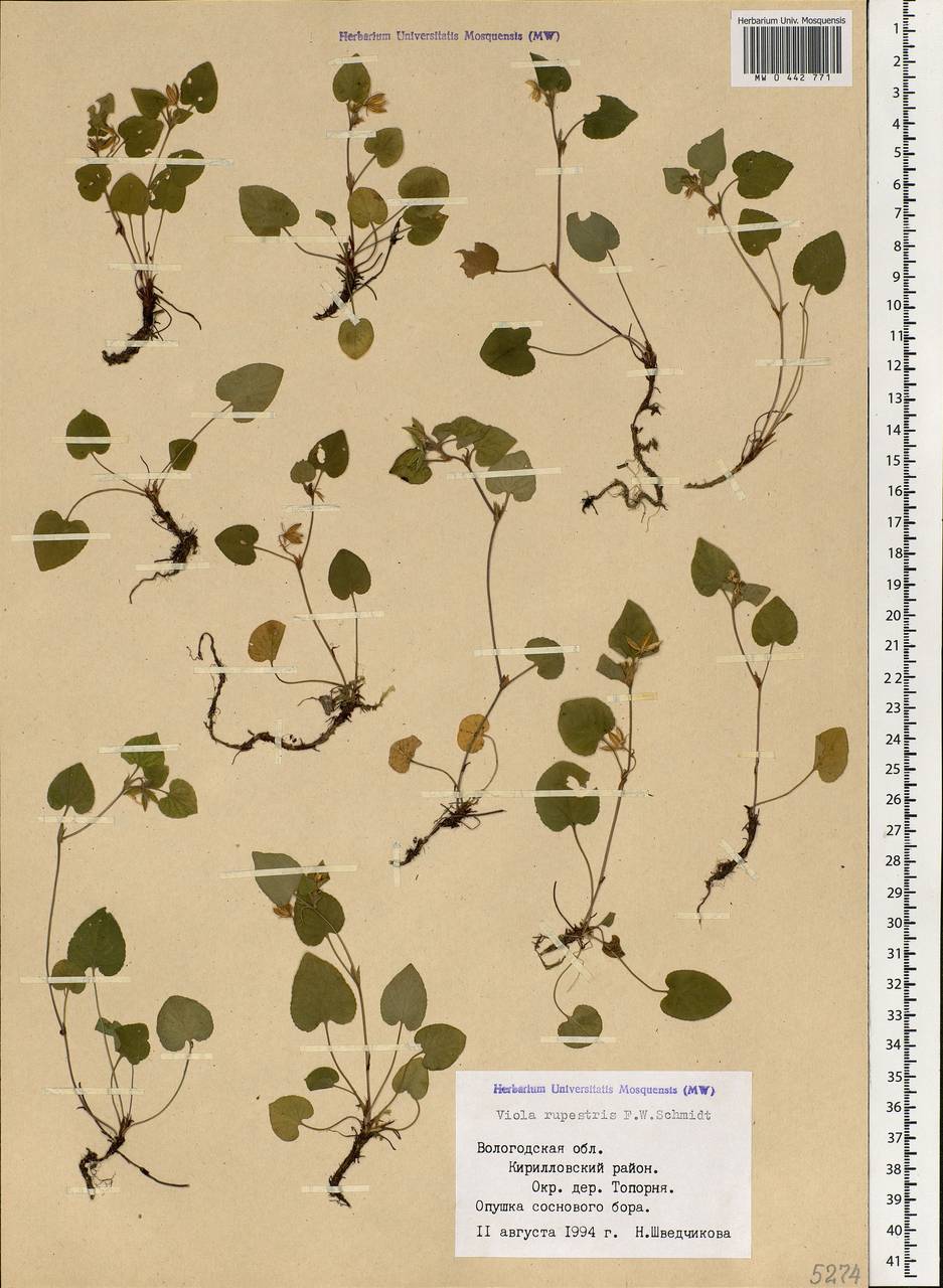 Viola rupestris F. W. Schmidt, Eastern Europe, Northern region (E1) (Russia)