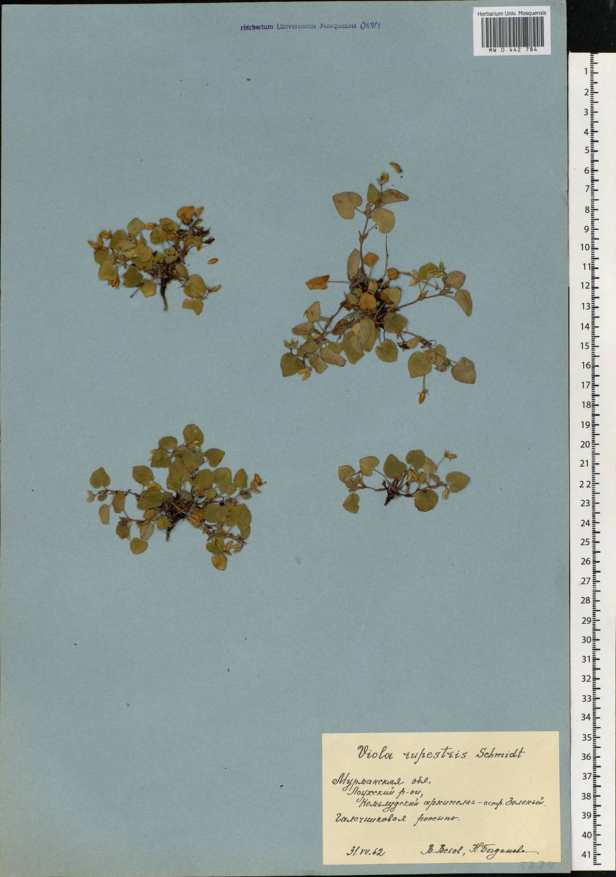 Viola rupestris F. W. Schmidt, Eastern Europe, Northern region (E1) (Russia)