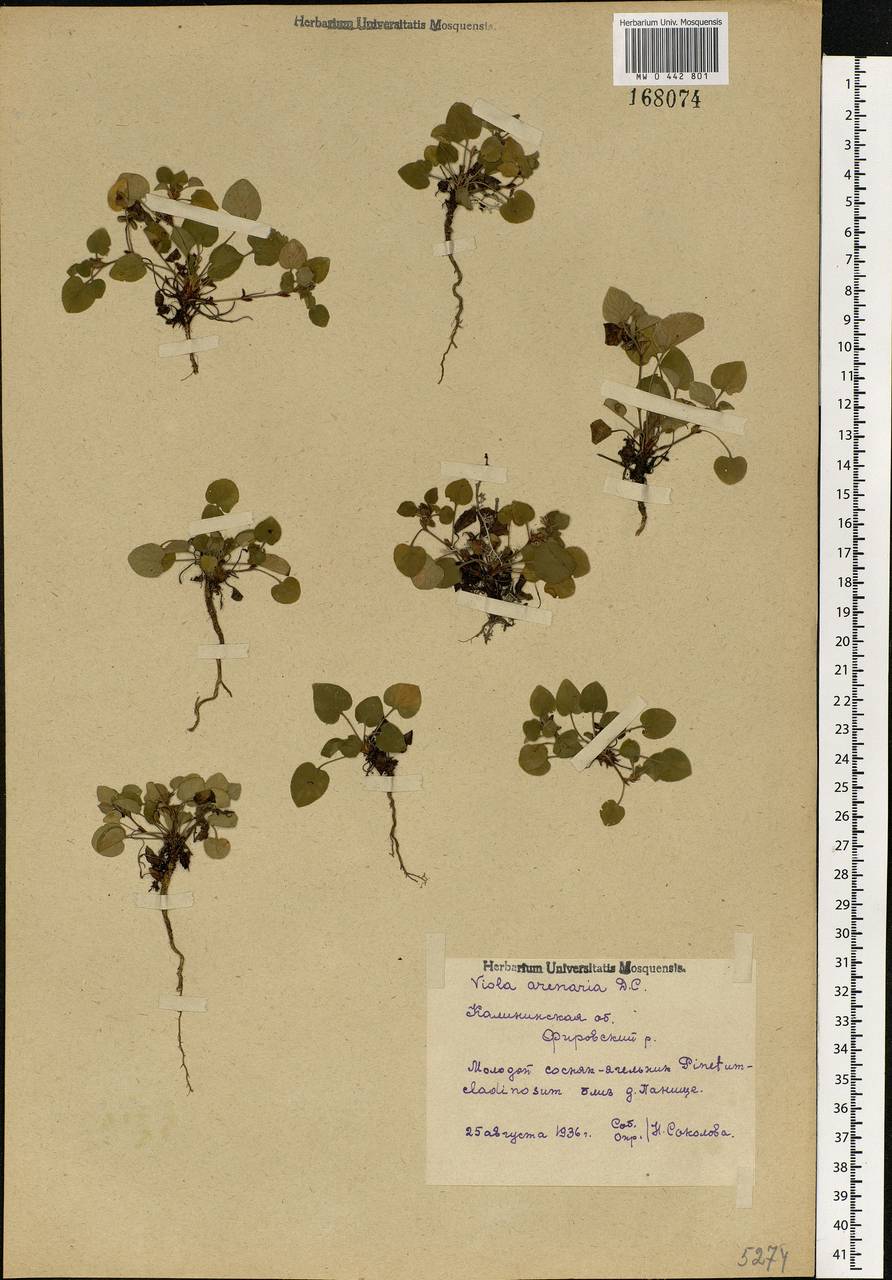 Viola rupestris F. W. Schmidt, Eastern Europe, North-Western region (E2) (Russia)