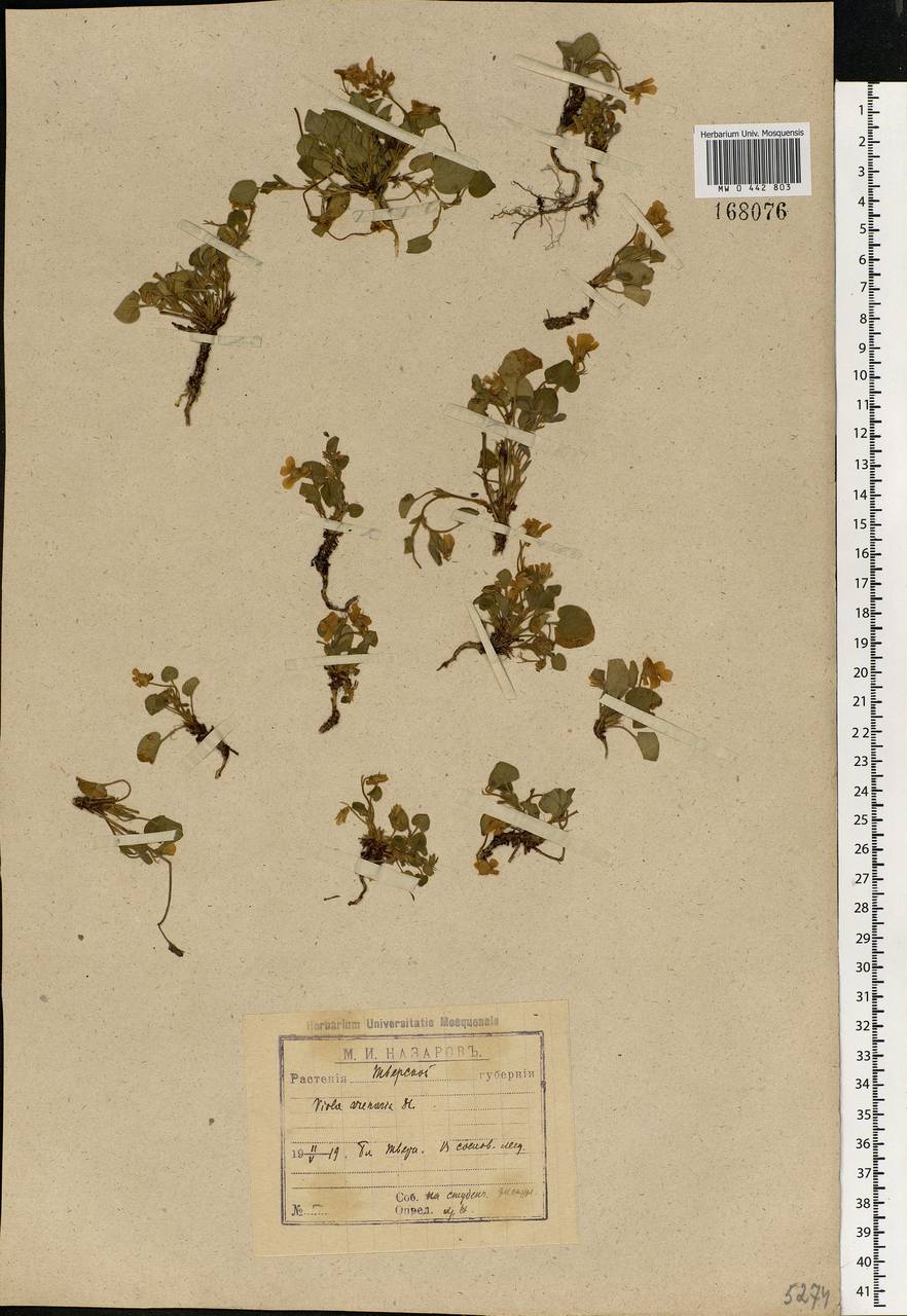 Viola rupestris F. W. Schmidt, Eastern Europe, North-Western region (E2) (Russia)