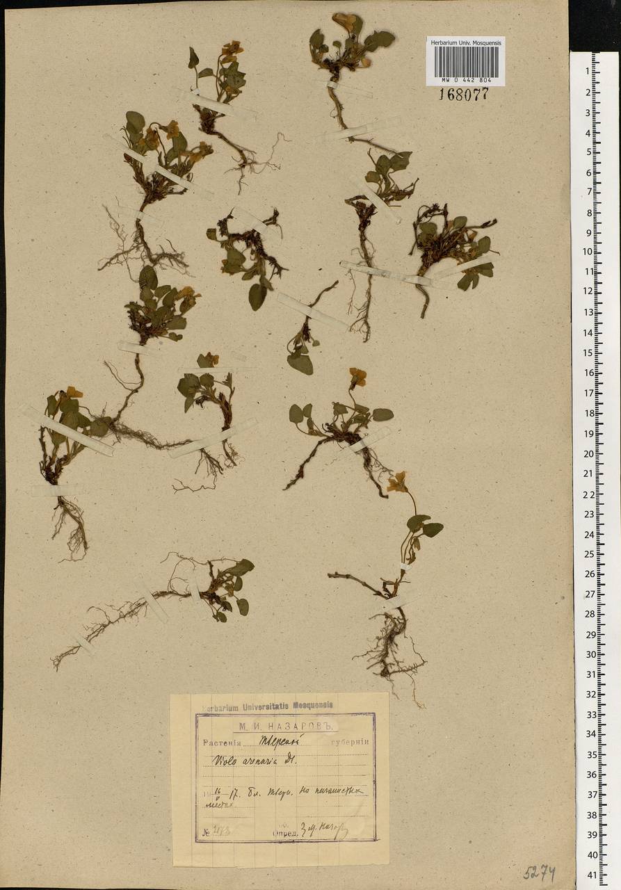 Viola rupestris F. W. Schmidt, Eastern Europe, North-Western region (E2) (Russia)