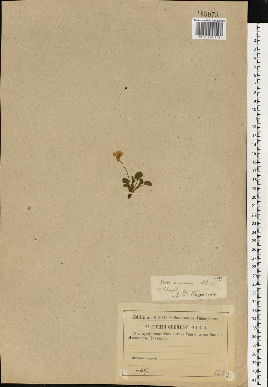 Viola rupestris F. W. Schmidt, Eastern Europe, North-Western region (E2) (Russia)