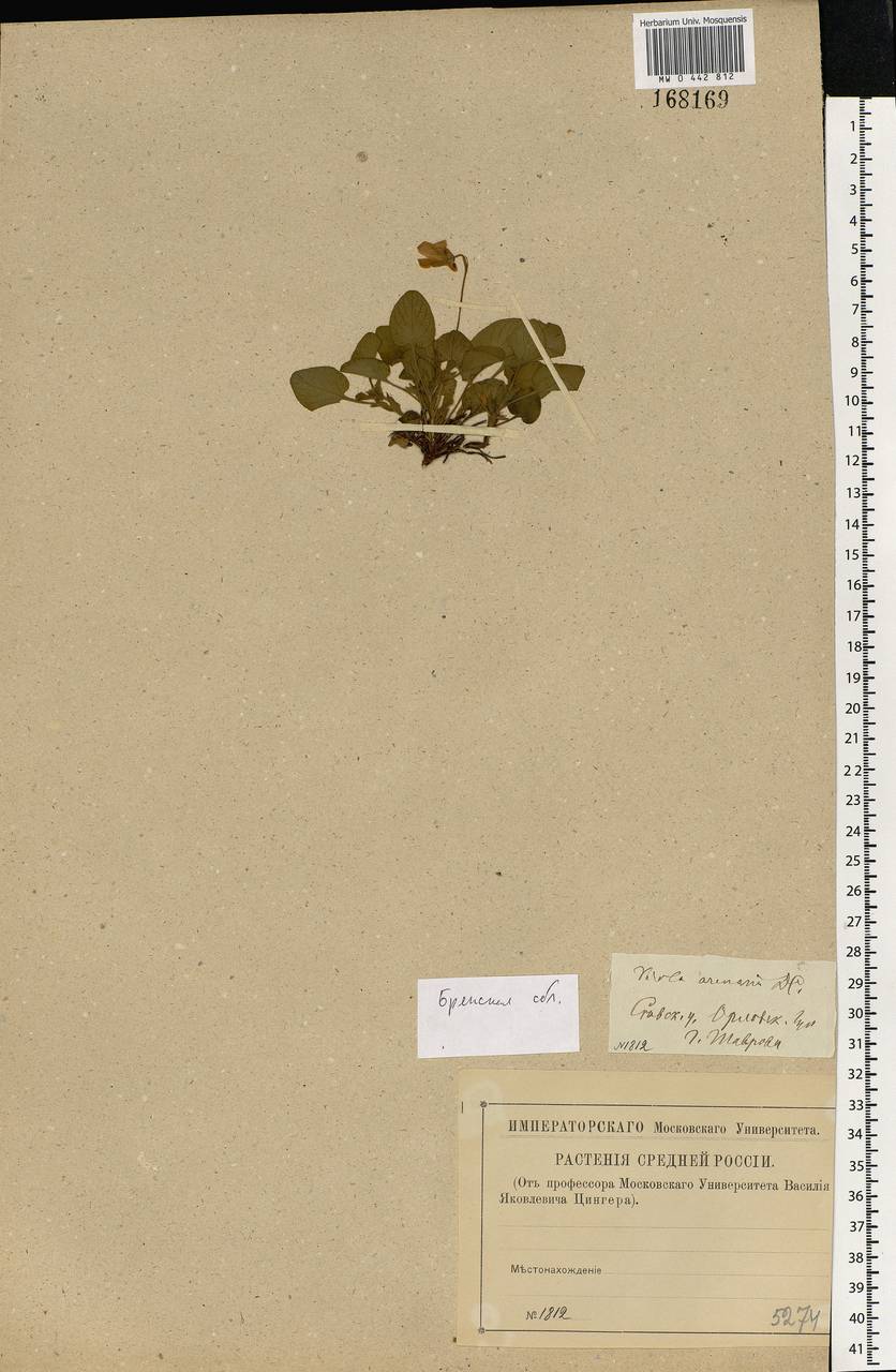 Viola rupestris F. W. Schmidt, Eastern Europe, Western region (E3) (Russia)