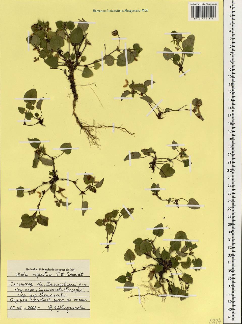 Viola rupestris F. W. Schmidt, Eastern Europe, Western region (E3) (Russia)