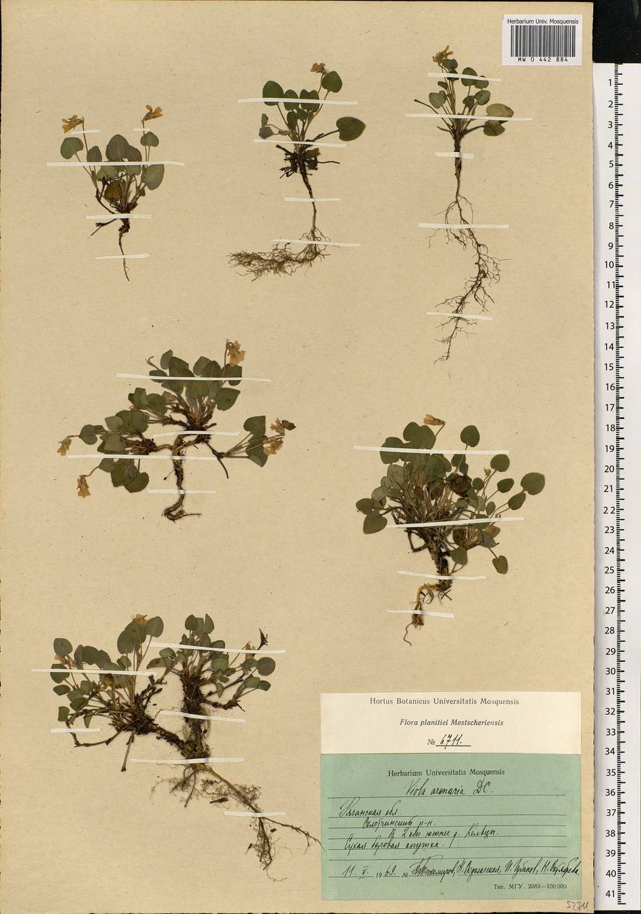 Viola rupestris F. W. Schmidt, Eastern Europe, Central region (E4) (Russia)