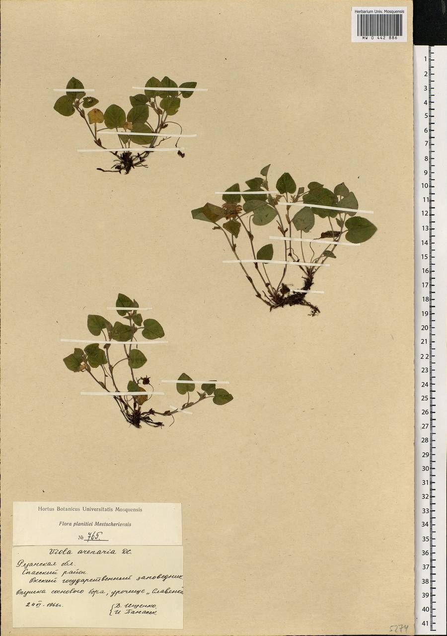 Viola rupestris F. W. Schmidt, Eastern Europe, Central region (E4) (Russia)