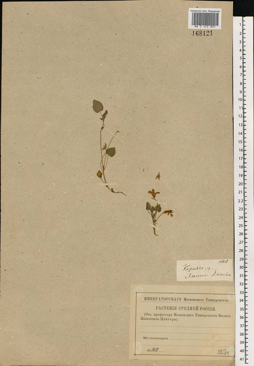 Viola rupestris F. W. Schmidt, Eastern Europe, Central region (E4) (Russia)