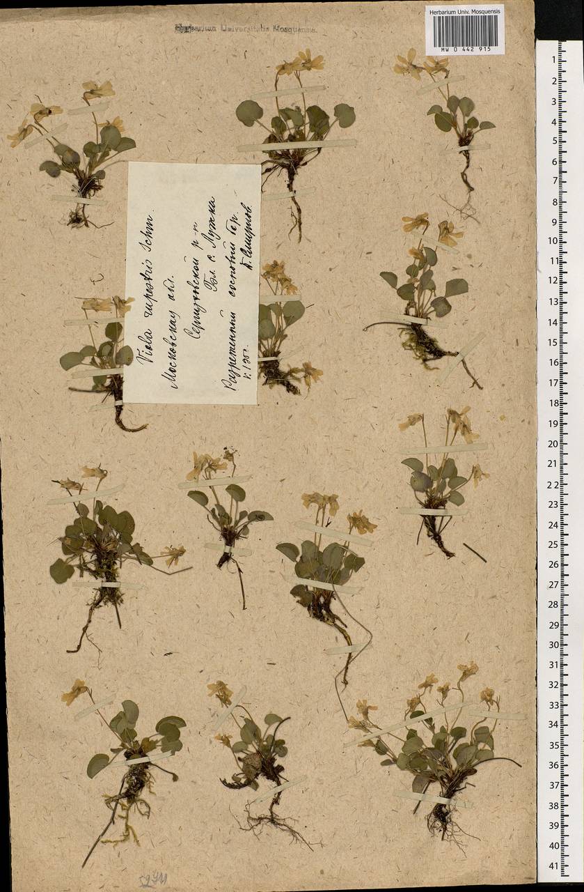 Viola rupestris F. W. Schmidt, Eastern Europe, Moscow region (E4a) (Russia)