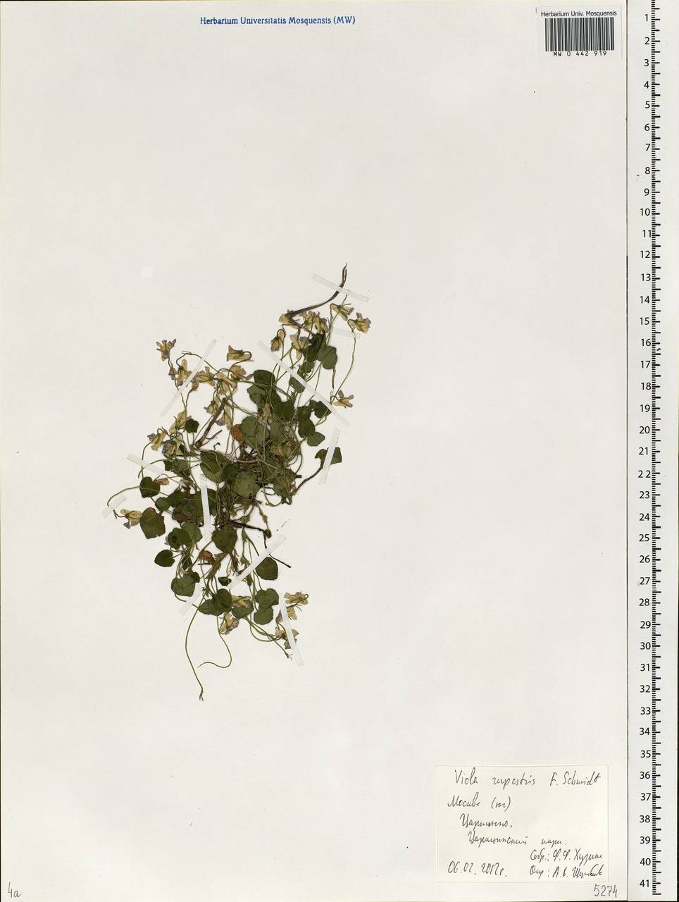 Viola rupestris F. W. Schmidt, Eastern Europe, Moscow region (E4a) (Russia)