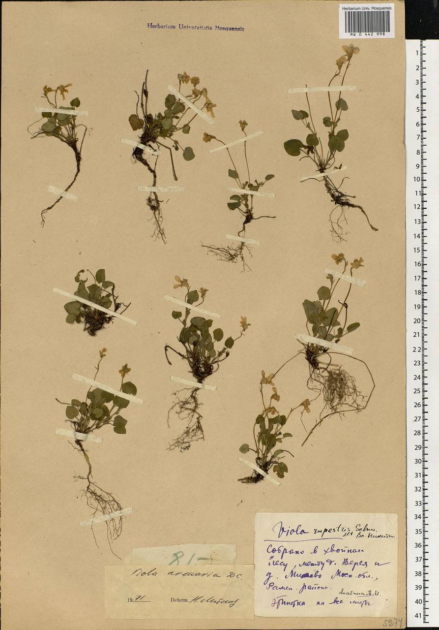 Viola rupestris F. W. Schmidt, Eastern Europe, Moscow region (E4a) (Russia)