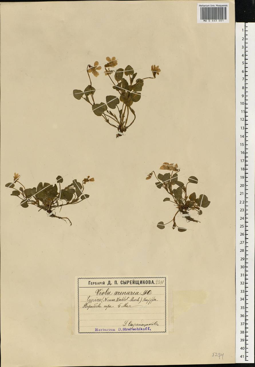 Viola rupestris F. W. Schmidt, Eastern Europe, Moscow region (E4a) (Russia)