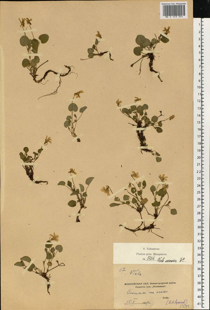 Viola rupestris F. W. Schmidt, Eastern Europe, Moscow region (E4a) (Russia)