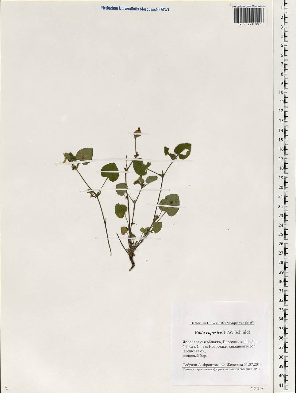 Viola rupestris F. W. Schmidt, Eastern Europe, Central forest region (E5) (Russia)