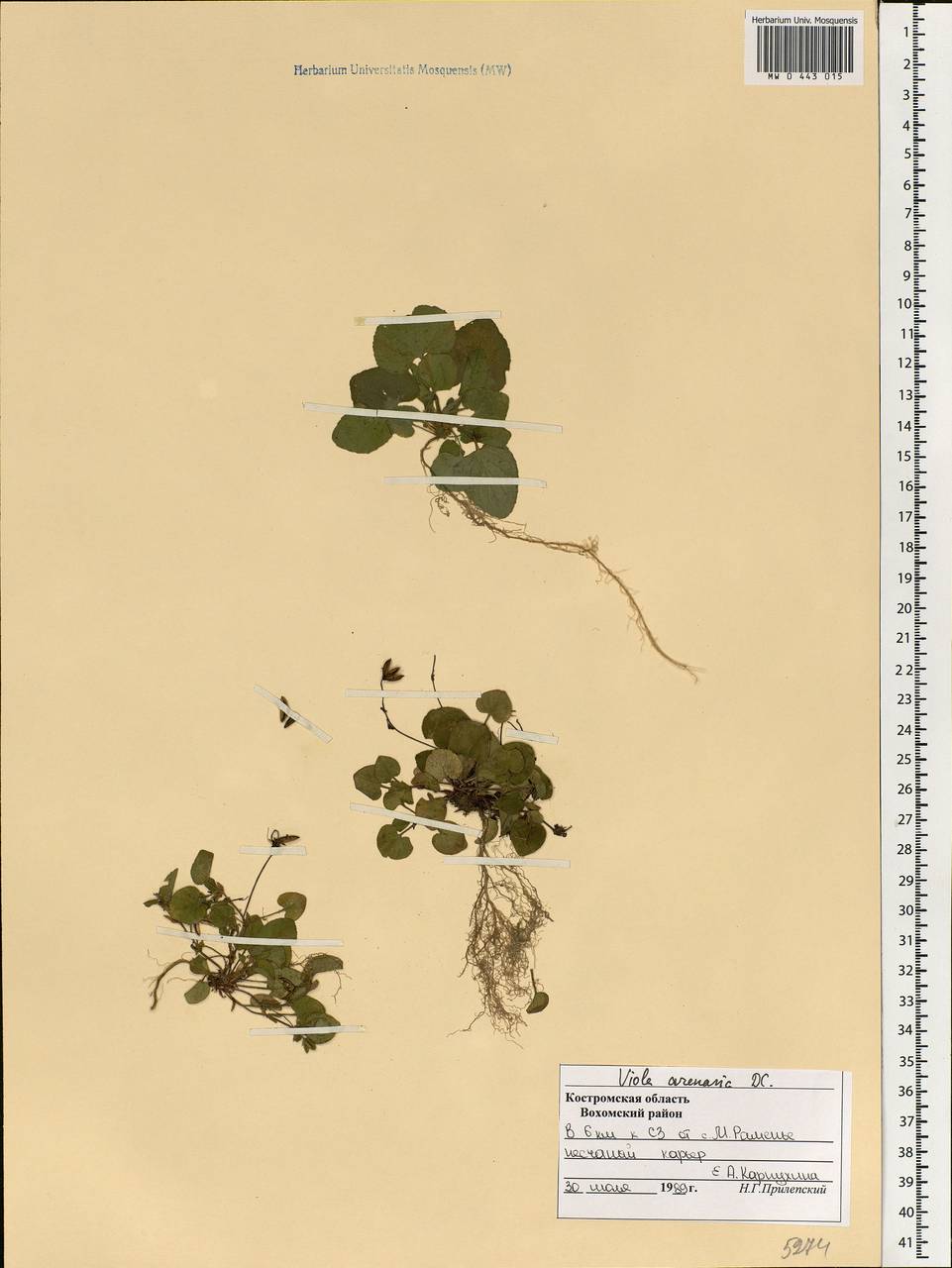 Viola rupestris F. W. Schmidt, Eastern Europe, Central forest region (E5) (Russia)