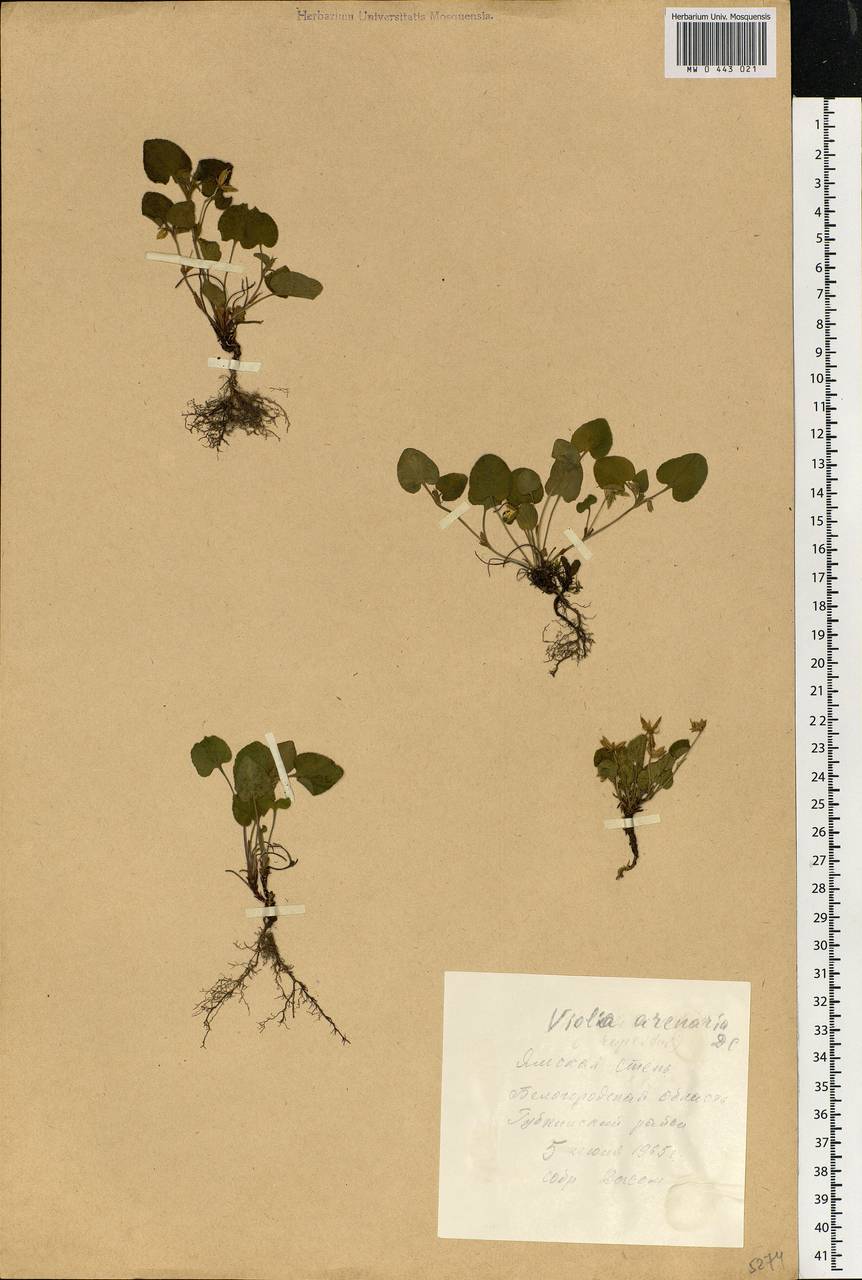Viola rupestris F. W. Schmidt, Eastern Europe, Central forest-and-steppe region (E6) (Russia)