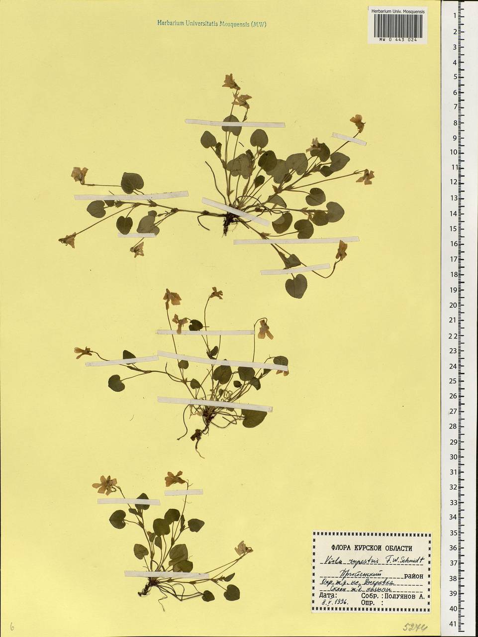 Viola rupestris F. W. Schmidt, Eastern Europe, Central forest-and-steppe region (E6) (Russia)