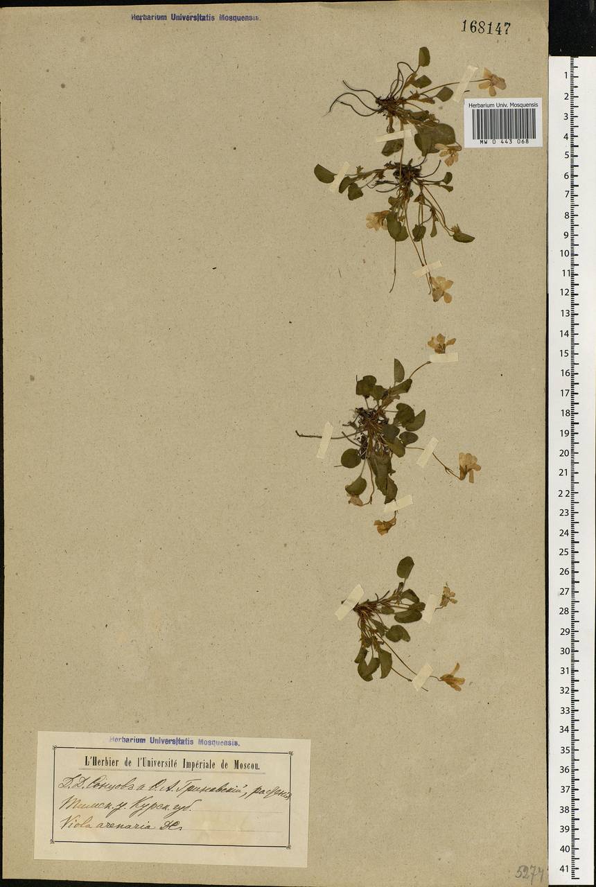 Viola rupestris F. W. Schmidt, Eastern Europe, Central forest-and-steppe region (E6) (Russia)