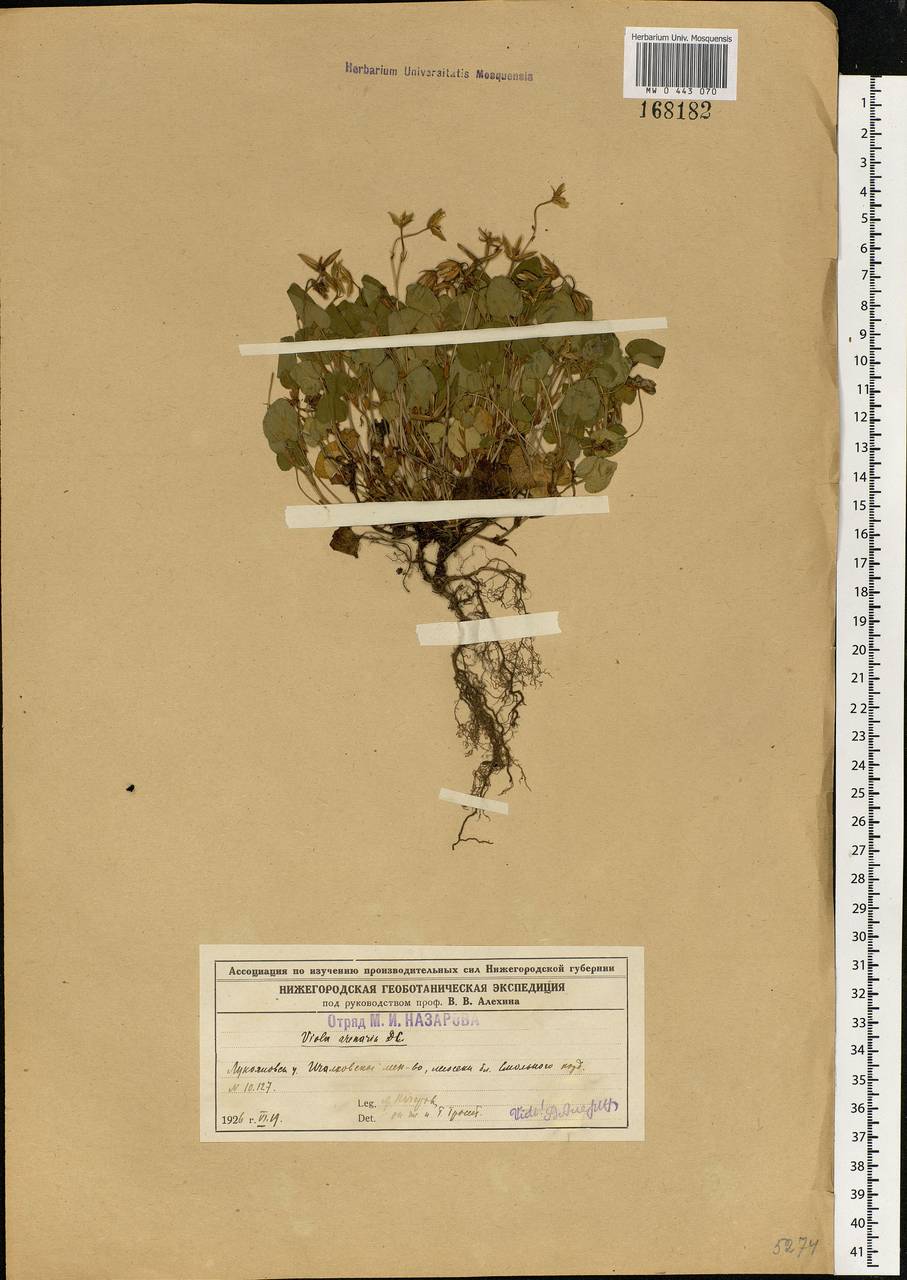 Viola rupestris F. W. Schmidt, Eastern Europe, Middle Volga region (E8) (Russia)
