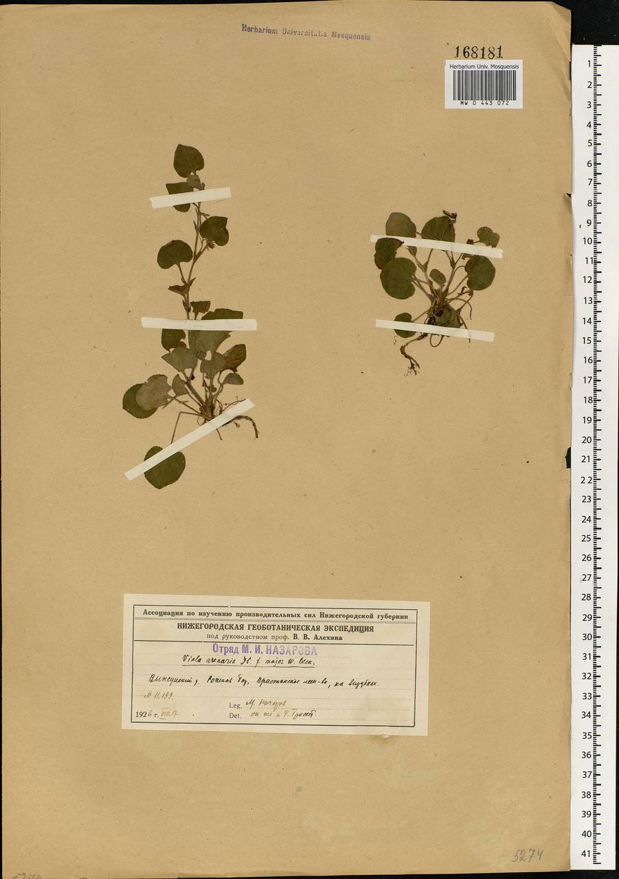 Viola rupestris F. W. Schmidt, Eastern Europe, Volga-Kama region (E7) (Russia)