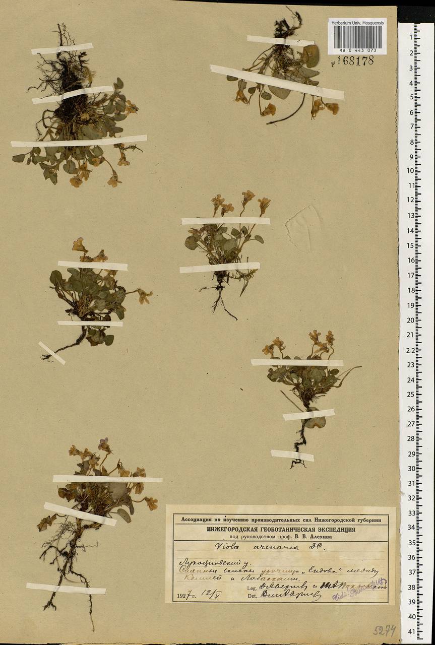 Viola rupestris F. W. Schmidt, Eastern Europe, Middle Volga region (E8) (Russia)