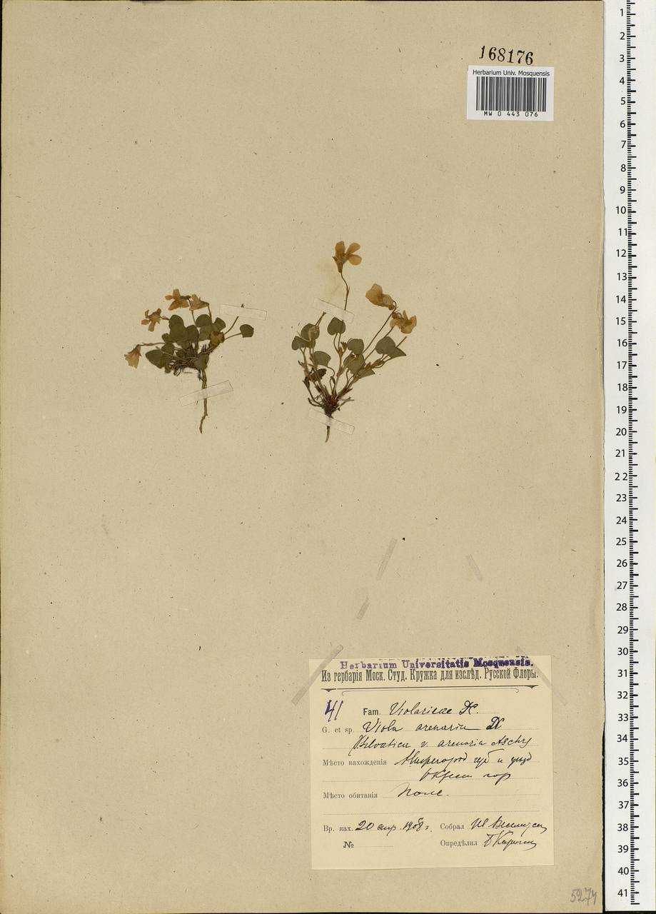 Viola rupestris F. W. Schmidt, Eastern Europe, Volga-Kama region (E7) (Russia)