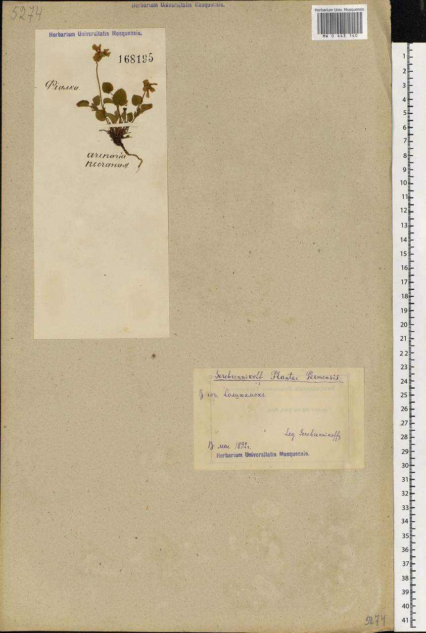 Viola rupestris F. W. Schmidt, Eastern Europe, Eastern region (E10) (Russia)