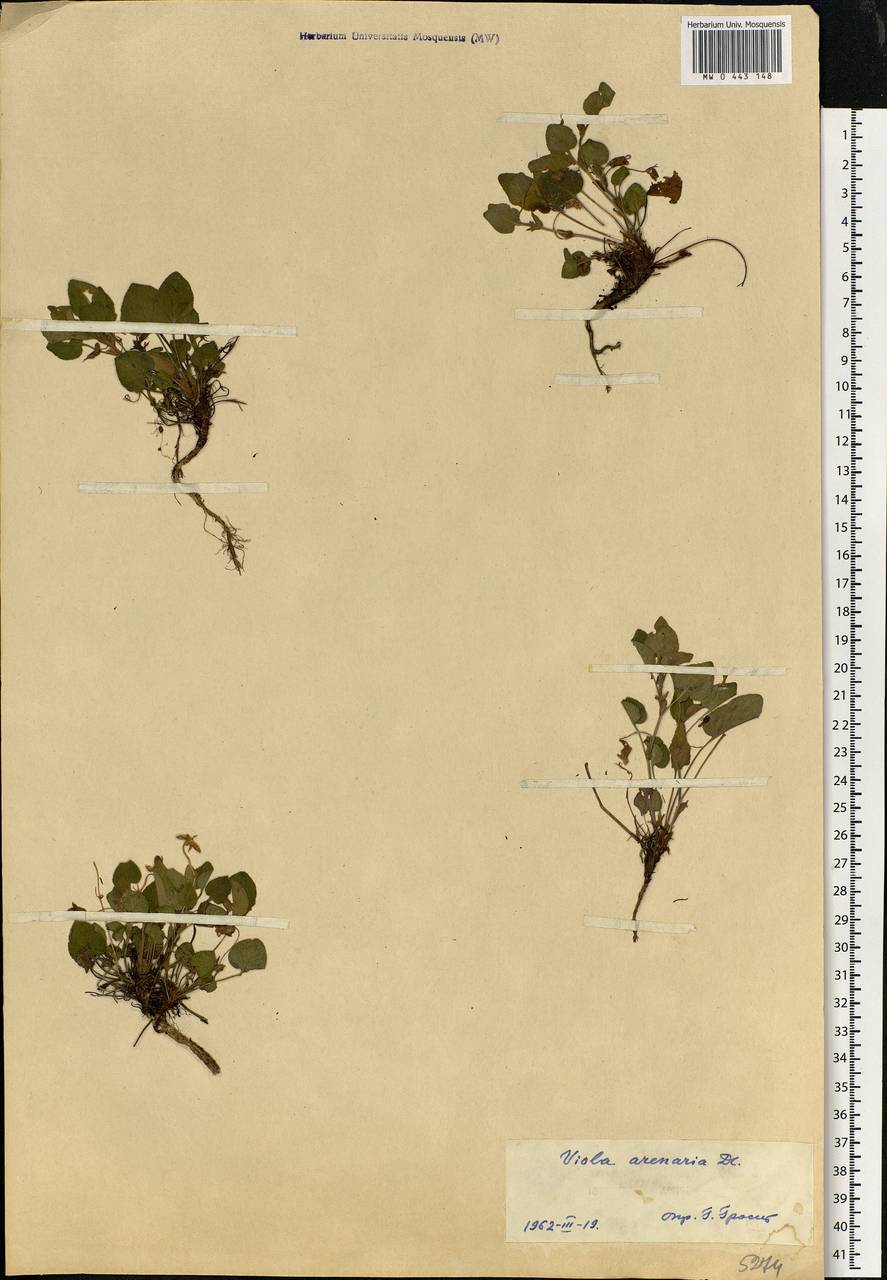 Viola rupestris F. W. Schmidt, Eastern Europe, North Ukrainian region (E11) (Ukraine)