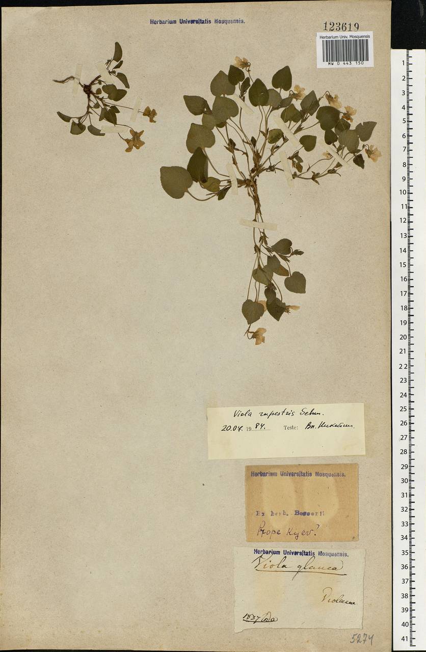 Viola rupestris F. W. Schmidt, Eastern Europe, North Ukrainian region (E11) (Ukraine)