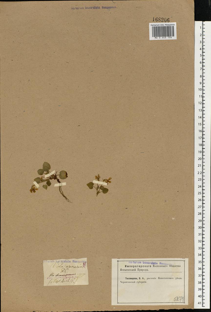 Viola rupestris F. W. Schmidt, Eastern Europe, North Ukrainian region (E11) (Ukraine)