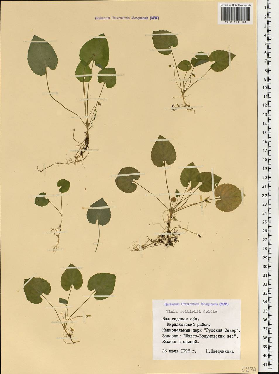 Viola selkirkii Pursh ex Goldie, Eastern Europe, Northern region (E1) (Russia)