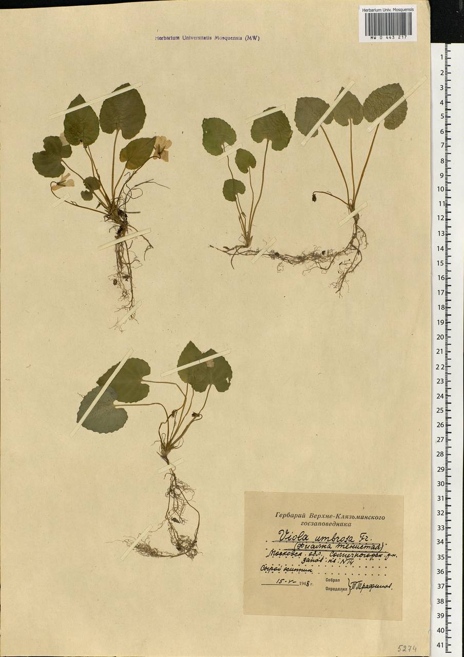 Viola selkirkii Pursh ex Goldie, Eastern Europe, Moscow region (E4a) (Russia)