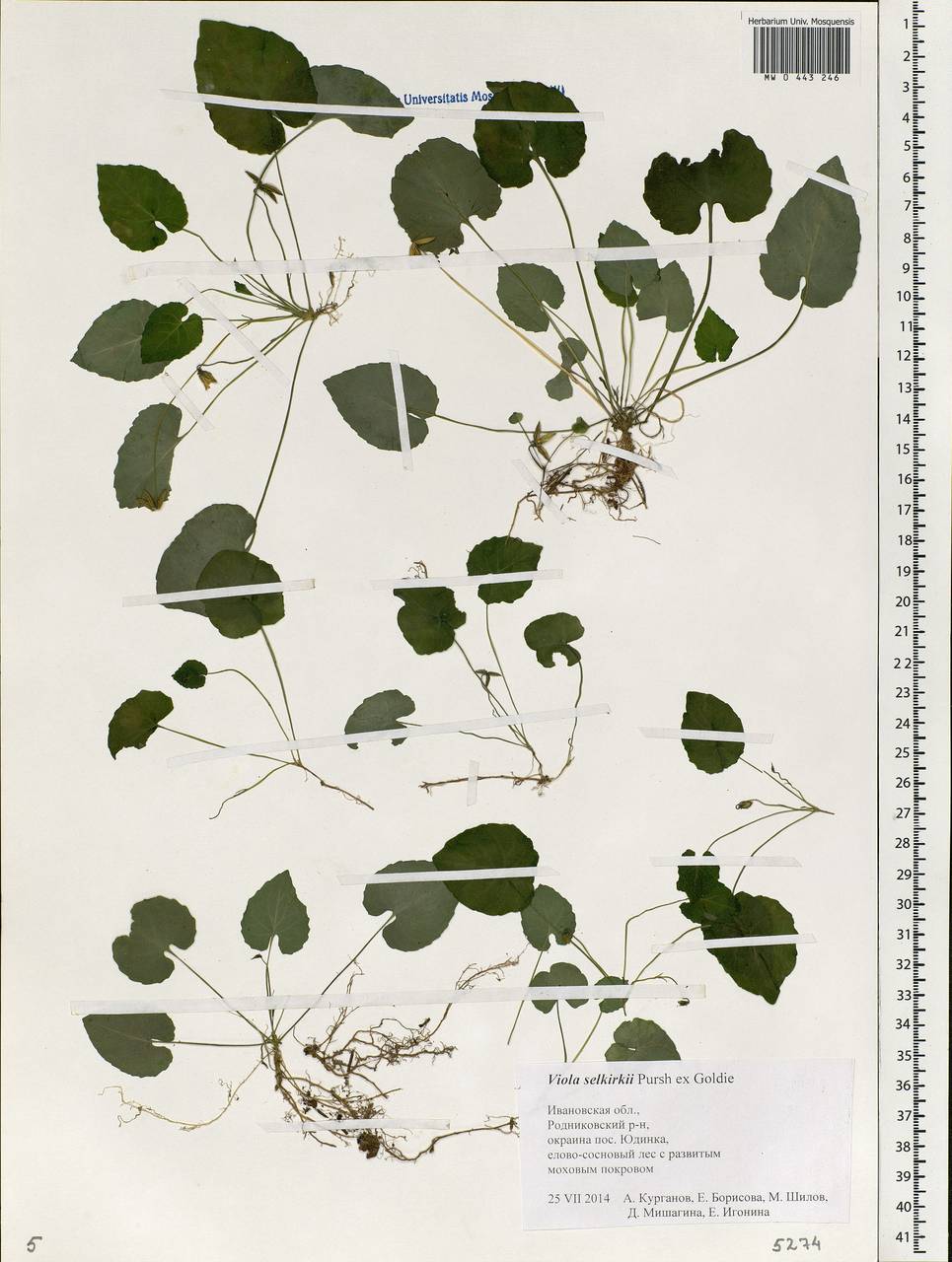 Viola selkirkii Pursh ex Goldie, Eastern Europe, Central forest region (E5) (Russia)