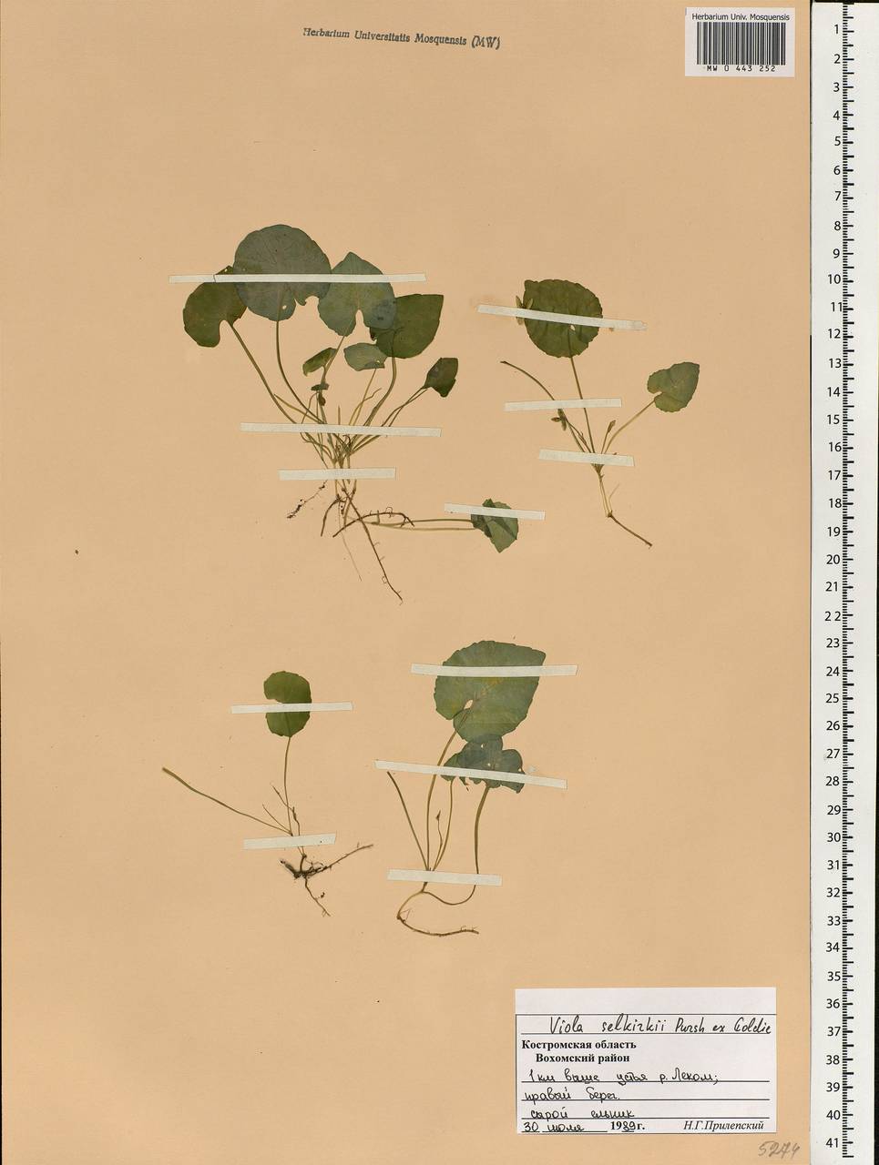 Viola selkirkii Pursh ex Goldie, Eastern Europe, Central forest region (E5) (Russia)