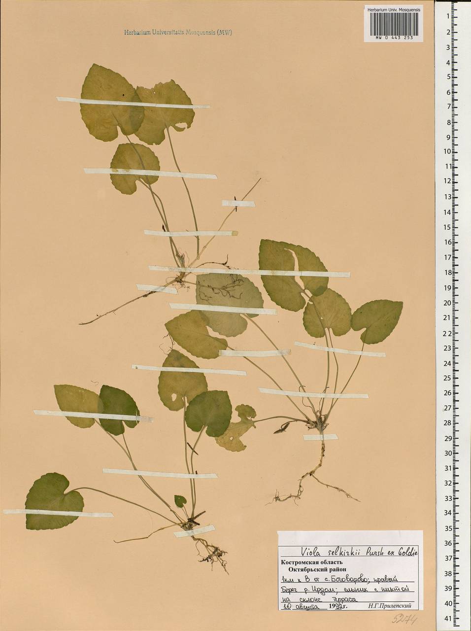 Viola selkirkii Pursh ex Goldie, Eastern Europe, Central forest region (E5) (Russia)