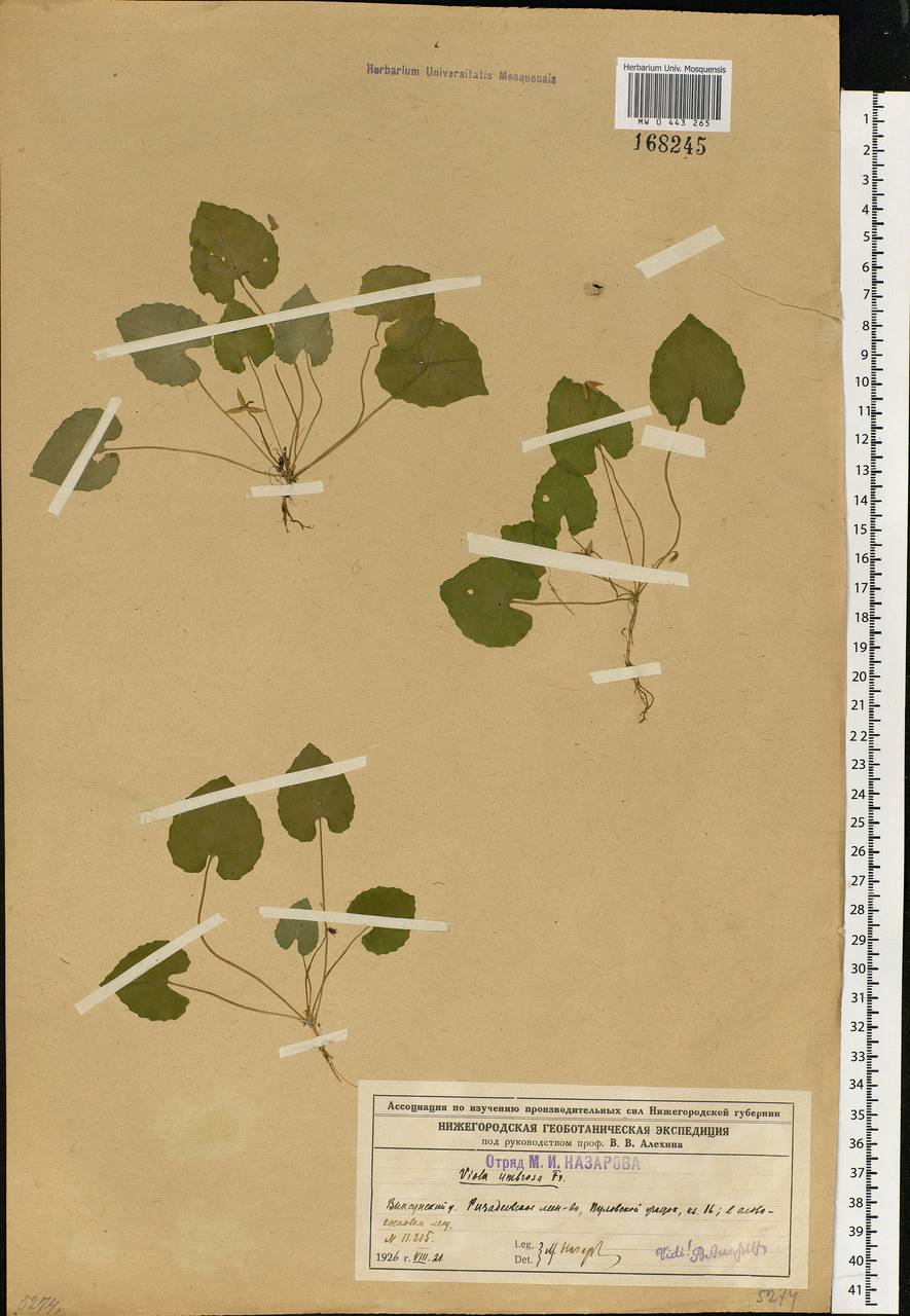 Viola selkirkii Pursh ex Goldie, Eastern Europe, Volga-Kama region (E7) (Russia)