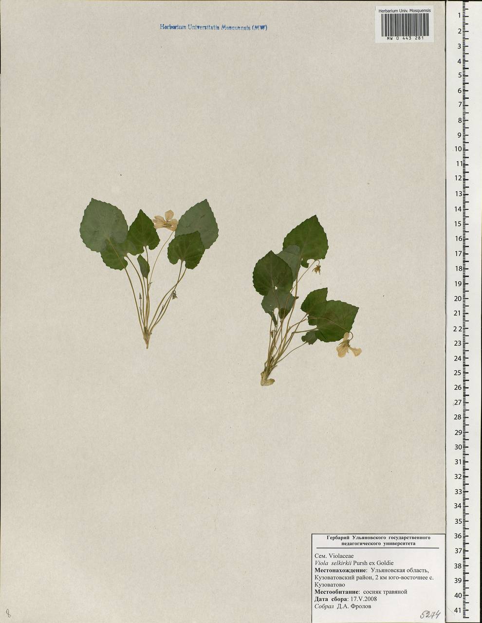 Viola selkirkii Pursh ex Goldie, Eastern Europe, Middle Volga region (E8) (Russia)