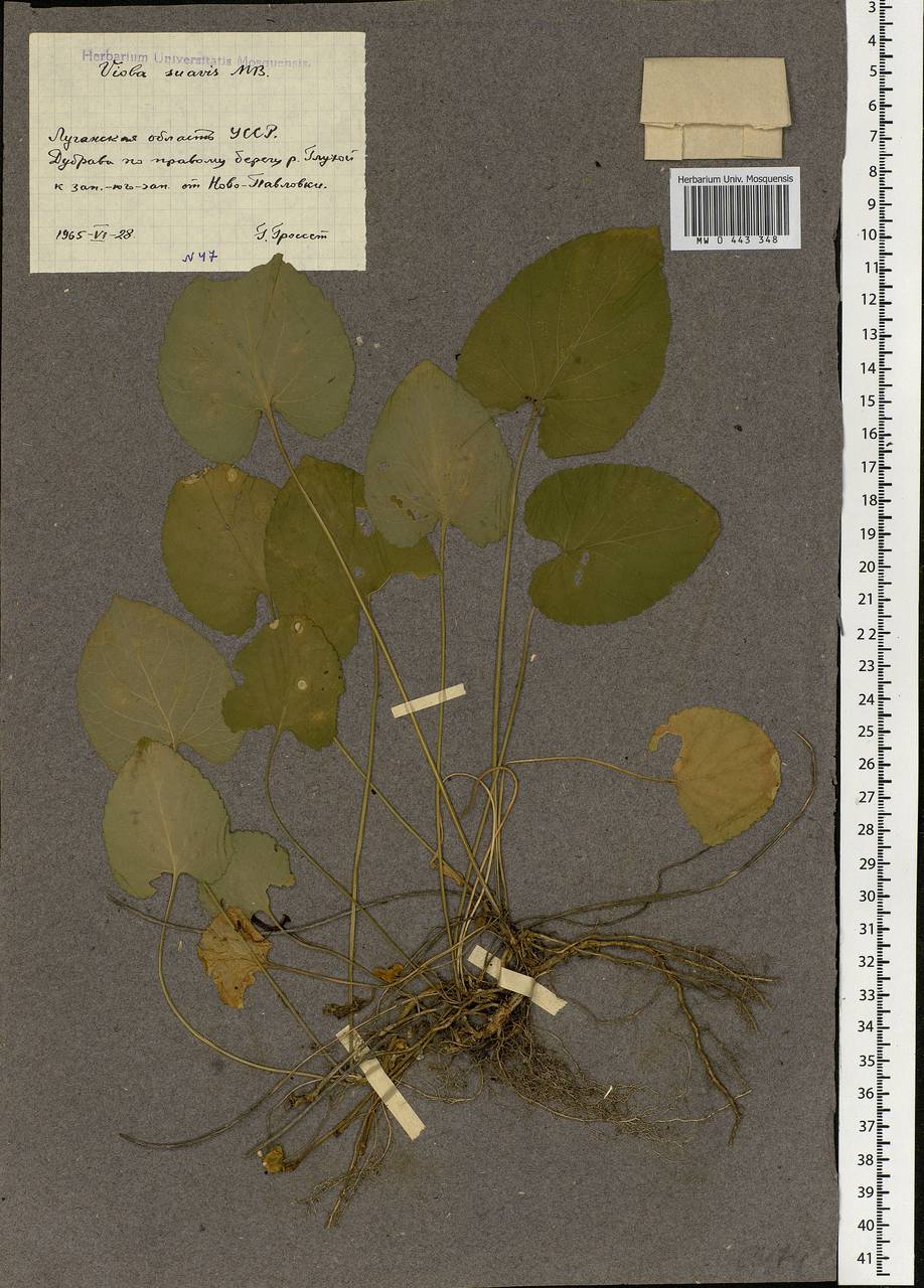 Viola suavis M. Bieb., Eastern Europe, North Ukrainian region (E11) (Ukraine)