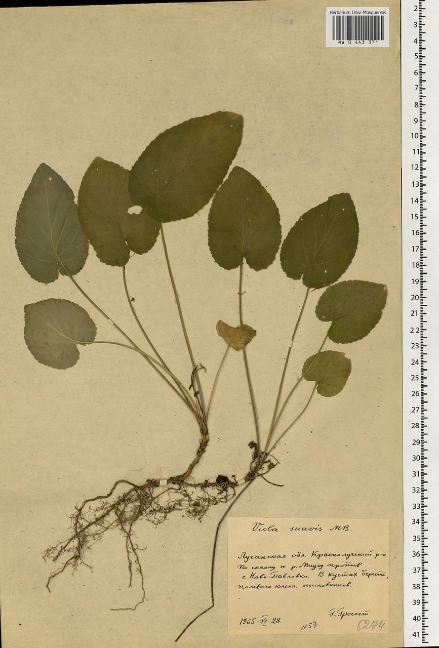 Viola suavis M. Bieb., Eastern Europe, North Ukrainian region (E11) (Ukraine)