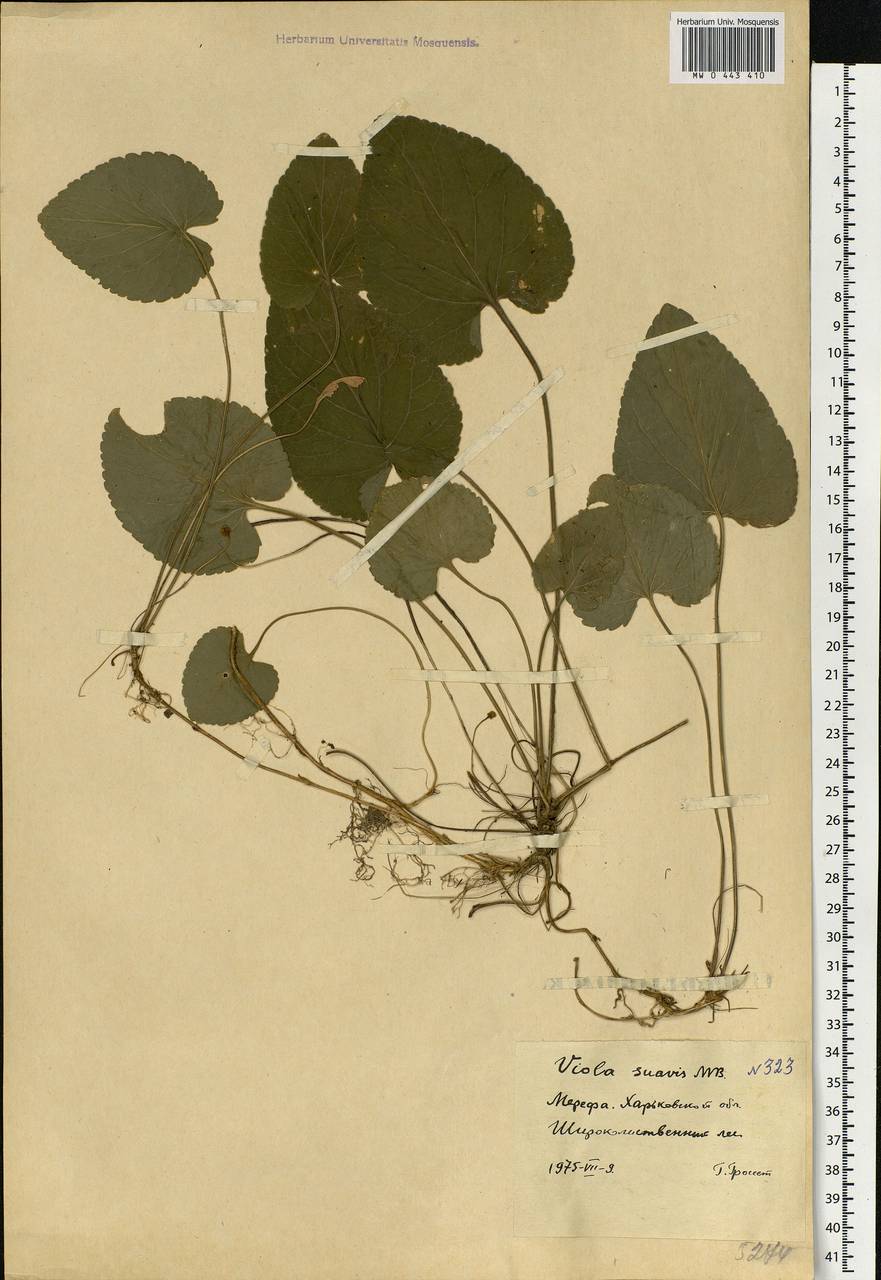 Viola suavis M. Bieb., Eastern Europe, North Ukrainian region (E11) (Ukraine)