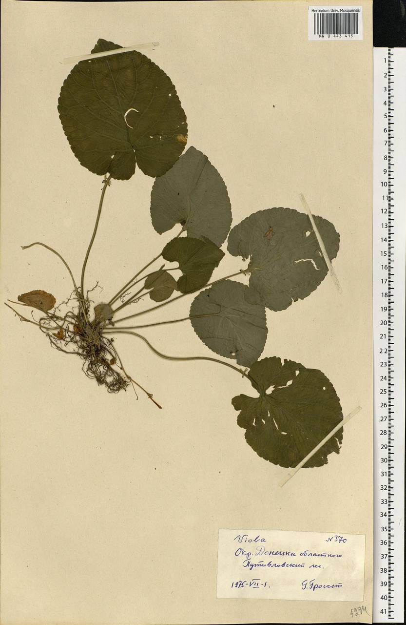 Viola suavis M. Bieb., Eastern Europe, South Ukrainian region (E12) (Ukraine)