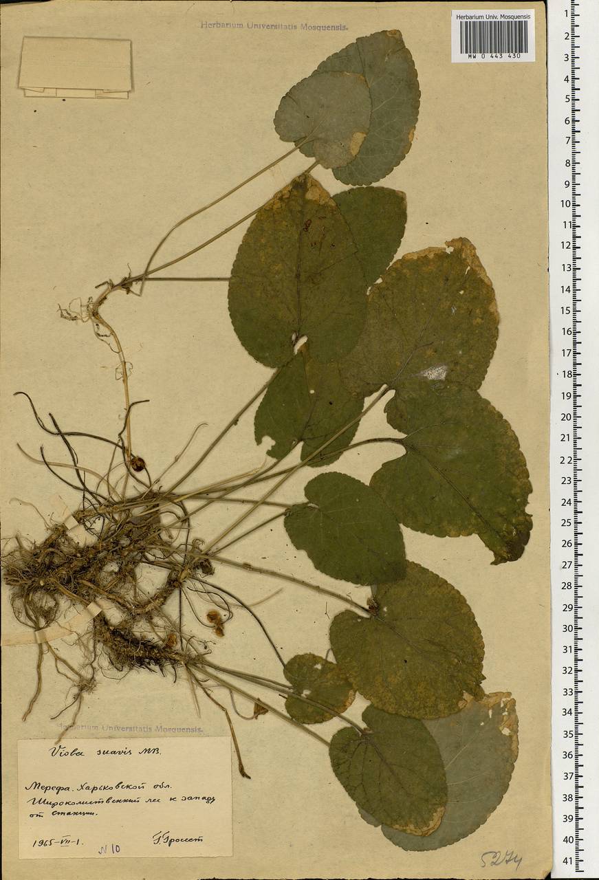 Viola suavis M. Bieb., Eastern Europe, North Ukrainian region (E11) (Ukraine)