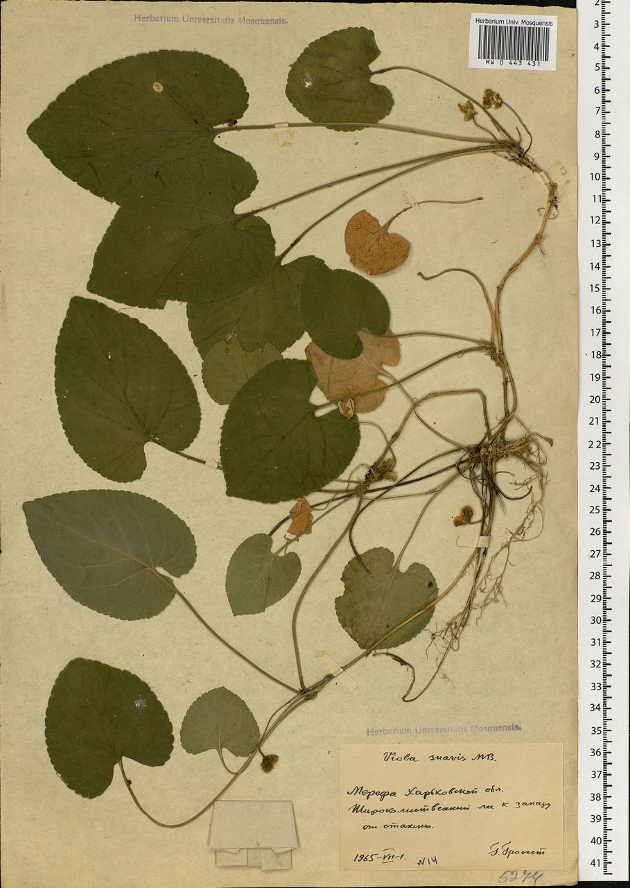 Viola suavis M. Bieb., Eastern Europe, North Ukrainian region (E11) (Ukraine)