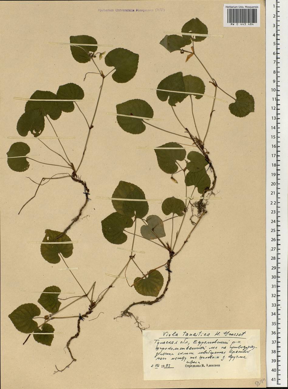 Viola tanaitica Grosset, Eastern Europe, Central region (E4) (Russia)