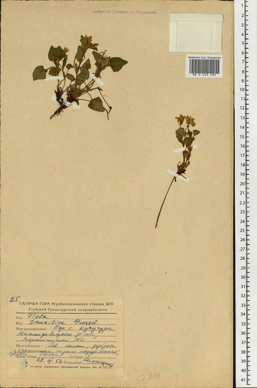 Viola tanaitica Grosset, Eastern Europe, Central forest-and-steppe region (E6) (Russia)