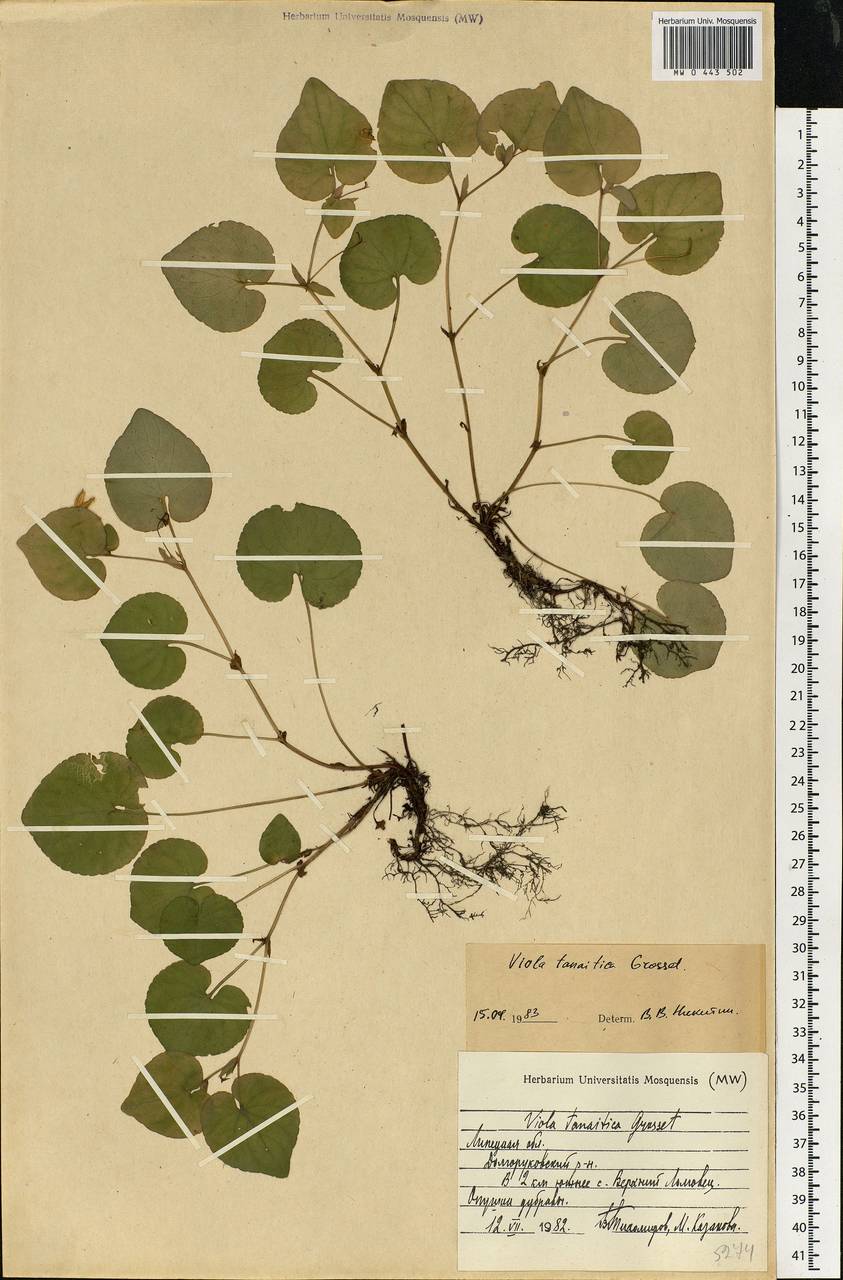 Viola tanaitica Grosset, Eastern Europe, Central forest-and-steppe region (E6) (Russia)