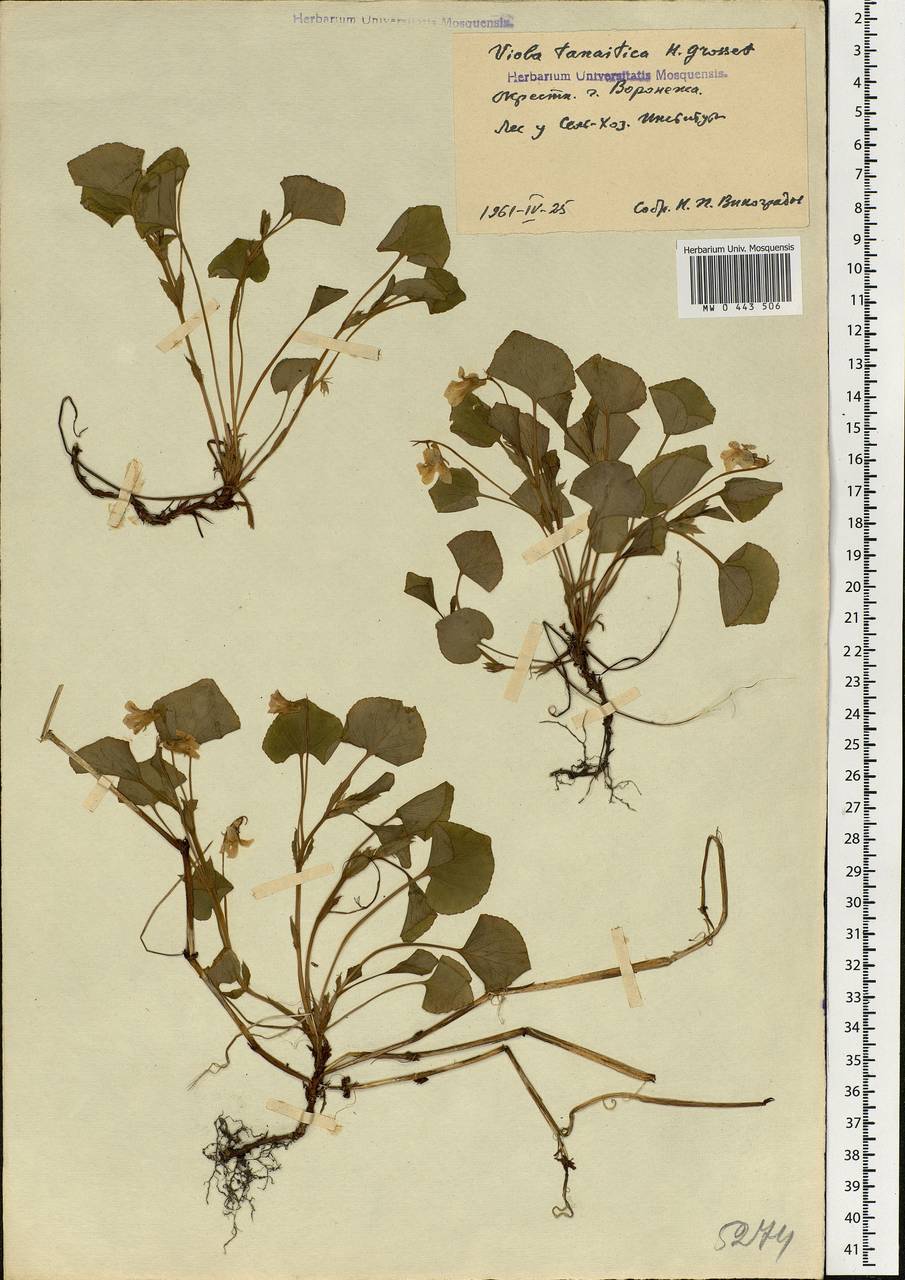 Viola tanaitica Grosset, Eastern Europe, Central forest-and-steppe region (E6) (Russia)