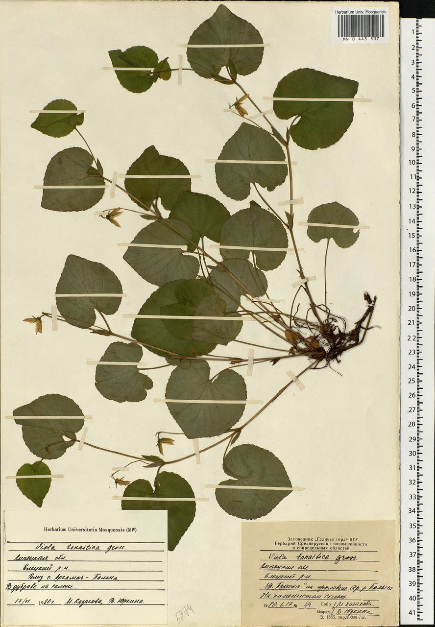 Viola tanaitica Grosset, Eastern Europe, Central forest-and-steppe region (E6) (Russia)