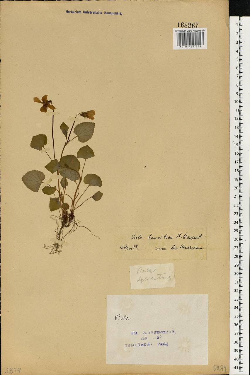 Viola tanaitica Grosset, Eastern Europe, Central forest-and-steppe region (E6) (Russia)